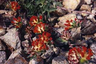 Anthyllis vulneraria 'Coccinea'